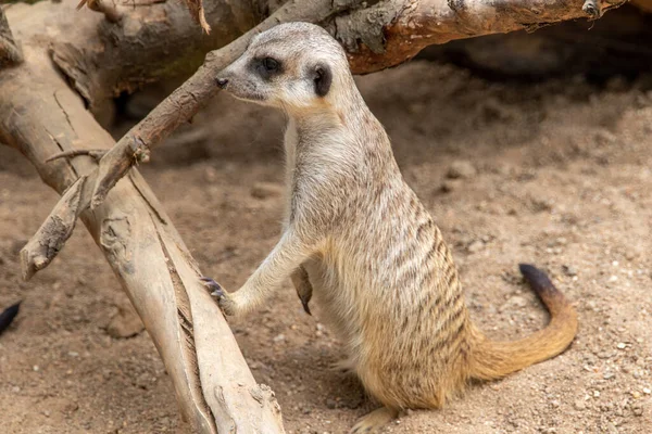 Meerkat Stands Its Hind Legs Meerkat Sitting Cute Animal Nature —  Fotos de Stock