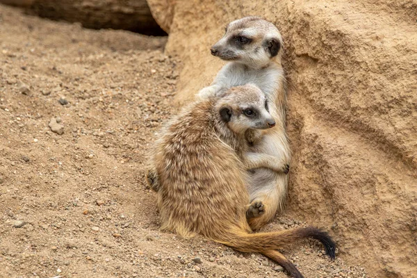 Meerkat Stands Its Hind Legs Meerkat Sitting Cute Animal Nature —  Fotos de Stock