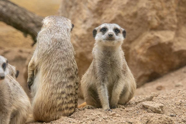 Meerkat Looks Camera Meerkat Stands Its Hind Legs Meerkat Sitting —  Fotos de Stock