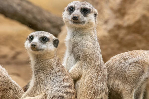 Meerkat Looks Camera Meerkat Stands Its Hind Legs Meerkat Sitting —  Fotos de Stock