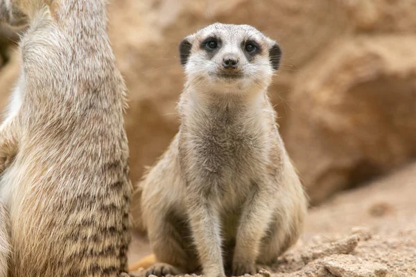 Meerkat Looks Camera Meerkat Stands Its Hind Legs Meerkat Sitting —  Fotos de Stock