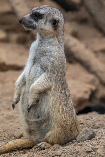 Meerkat Stands Its Hind Legs Meerkat Sitting Cute Animal Nature — Zdjęcie stockowe