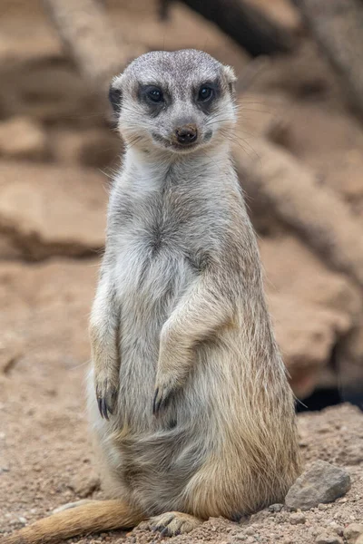 Meerkat Looks Camera Meerkat Stands Its Hind Legs Meerkat Sitting — Photo