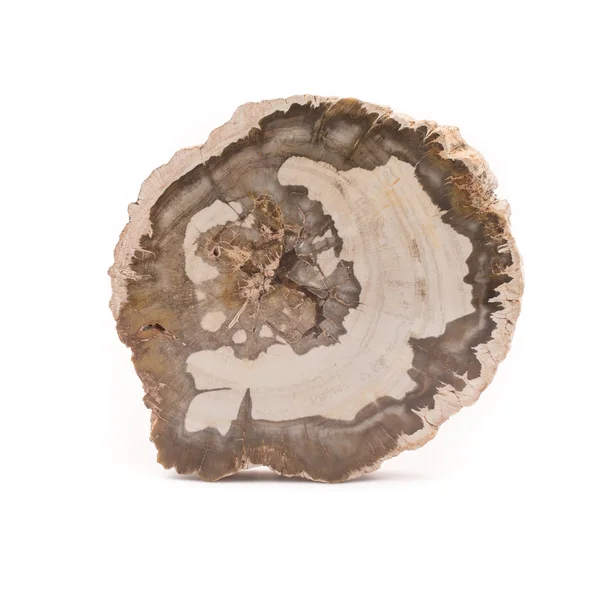 Petrified wood Madagascar isolated on white background — Stock Photo, Image