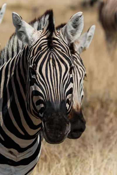 Duas cabeças de zebra — Fotografia de Stock