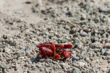 Kırmızı böcekler bir toplantı için bir araya