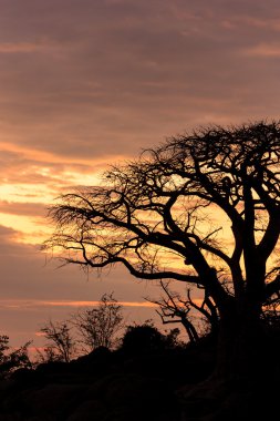 Bu güzel akşam güneşin altında Afrika Baobap