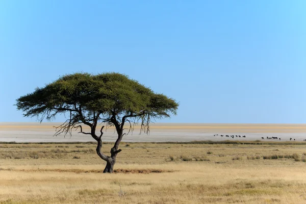 Árvore e saleiro com gnus — Fotografia de Stock