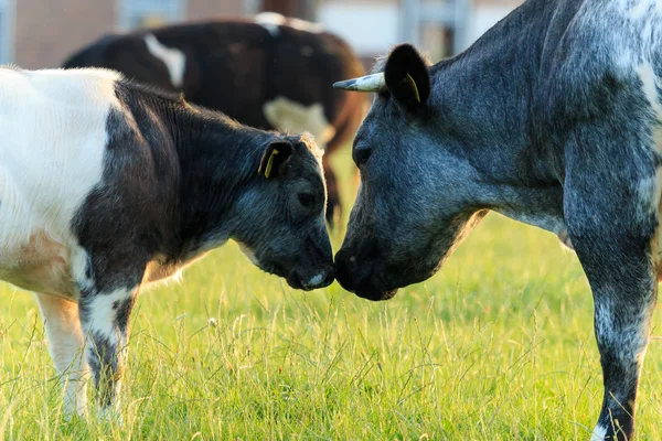 Cows mother and calf love, Belgian Blue cows — Stock Photo, Image