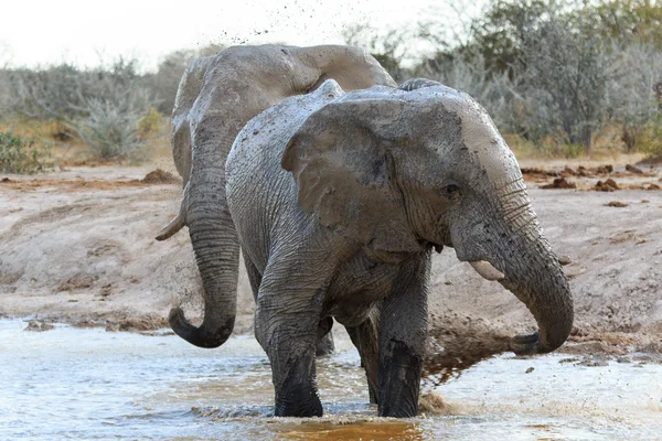 Elephants getting muddy — Stock Photo, Image