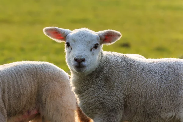 Schattig lam halo — Stockfoto