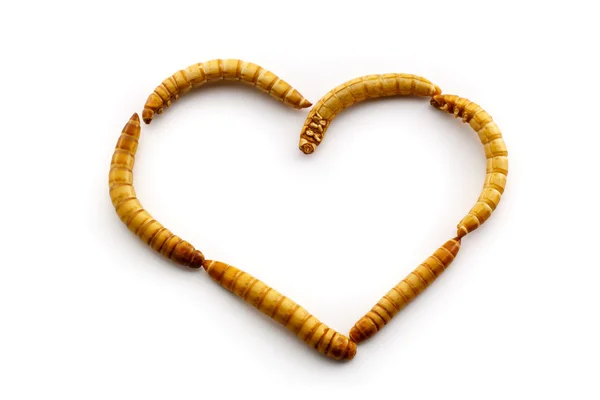 aşk mealworms