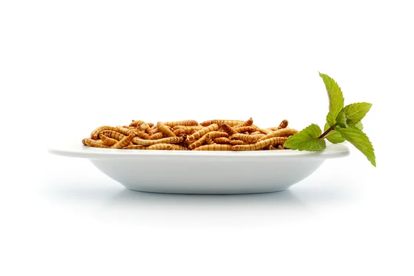 Friska mealworms på liten tallrik med dekoration — Stockfoto