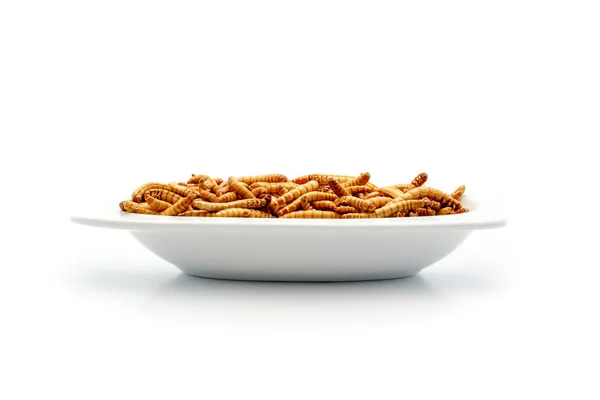 Friska mealworms på liten skylt — Stockfoto