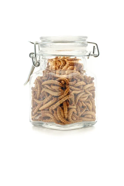 Mealworms i burk — Stockfoto