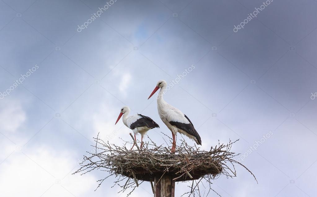 Pair white stork preparing nest