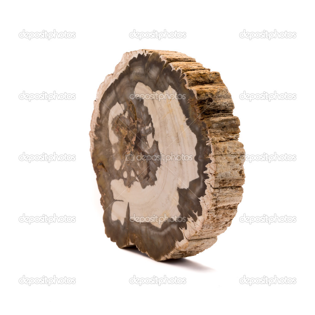 Petrified wood Madagascar isolated on white background