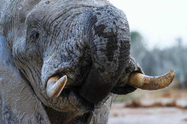 Elephant takes some water — Stock Photo, Image