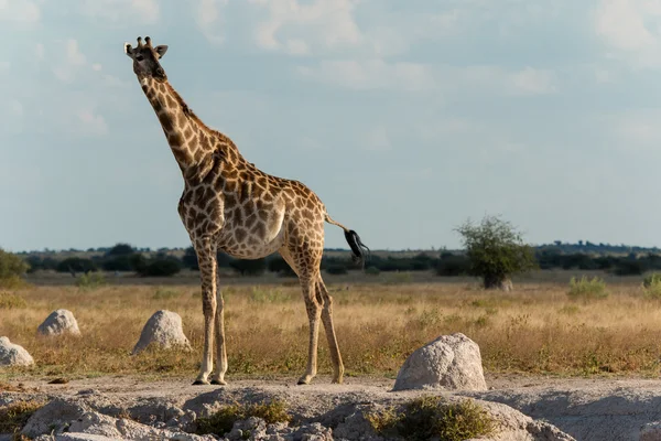 Girafa em um buraco de água — Fotografia de Stock