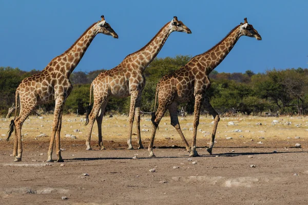Girafes, trois de suite — Photo