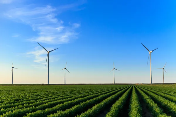 Windmills at field of crops — Stock Photo, Image