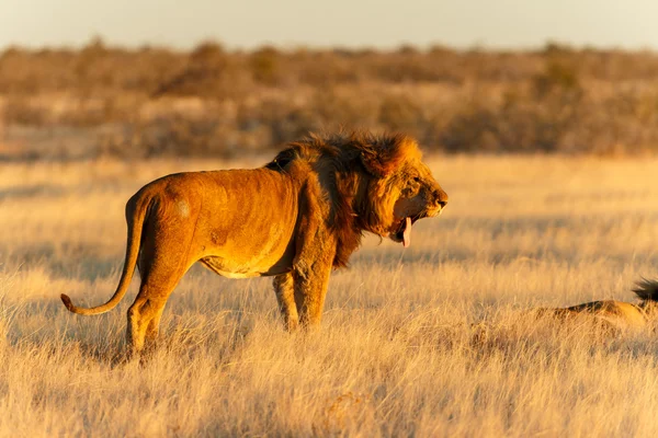 Лев чоловік відпочиває після упіймання — стокове фото