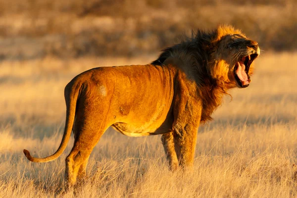 Close-up lion man rust na vangst — Stockfoto