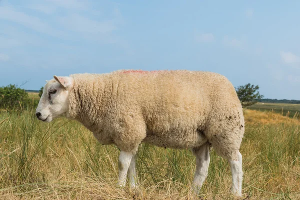 Sheep eating grass in summer — Stock Photo, Image