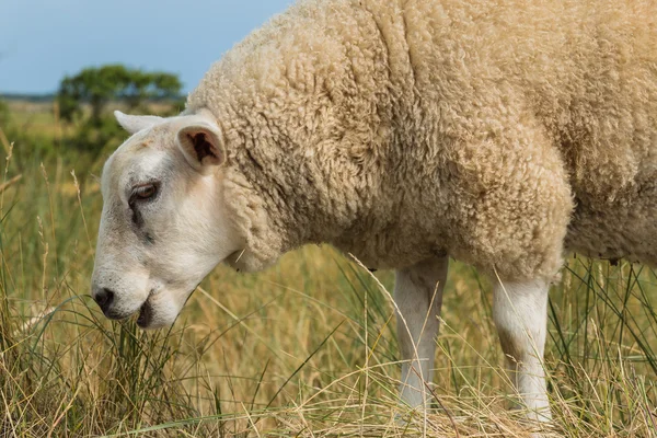 Schapen gras eten in zomer close-up — Stockfoto