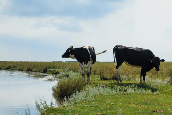 Deux vaches laitières debout près de l'eau — Photo