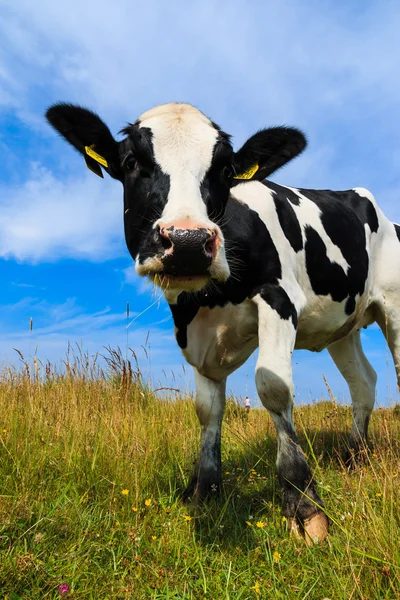 Mooie melkkoe staande in veld — Stockfoto