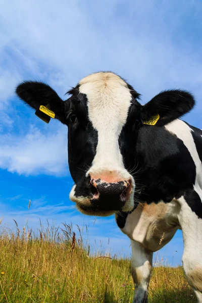 Nieuwsgierig melkkoe close-up in veld — Stockfoto