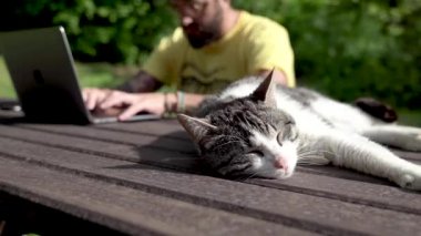 Kedi dijital göçebenin yanında dizüstü bilgisayarında daktilo ediyor.