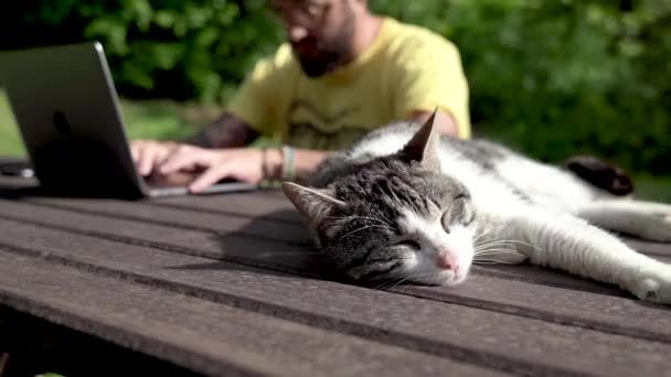 Cat ležící na stole poblíž digitální nomád psaní na notebooku — Stock video