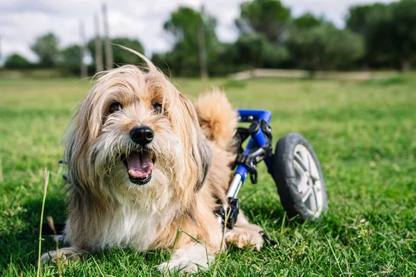 dog with wheelchair resting on the grass. High quality photo