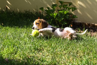 Yavru köpek çimenlerde topla oynuyor.