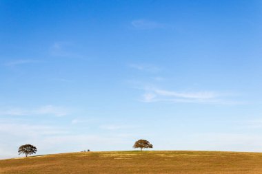 Tepenin tepesinde mavi gökyüzünün altında ağaçla kaplı minimalist bir manzara.