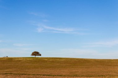 Tepenin tepesinde mavi gökyüzünün altında ağaçla kaplı minimalist bir manzara.