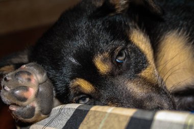 Mavi gözlü şirin bir köpek.