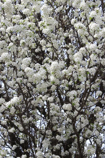 Columbus Ohio March 2020 High Pollen Count Flowering Tree — Stock Photo, Image