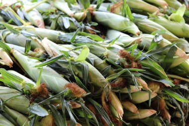 Columbus, Ohio 5 Mayıs 2023 Taze çiftlik Smith Farm Market ve Pastanesinde mısır yetiştirdi