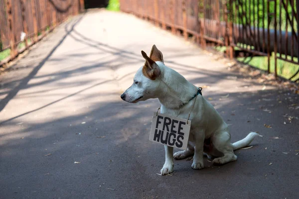 테리어 품종의 가슴에 표지판 콘크리트 다리에 가슴에 Free Hugs 문구와 — 스톡 사진