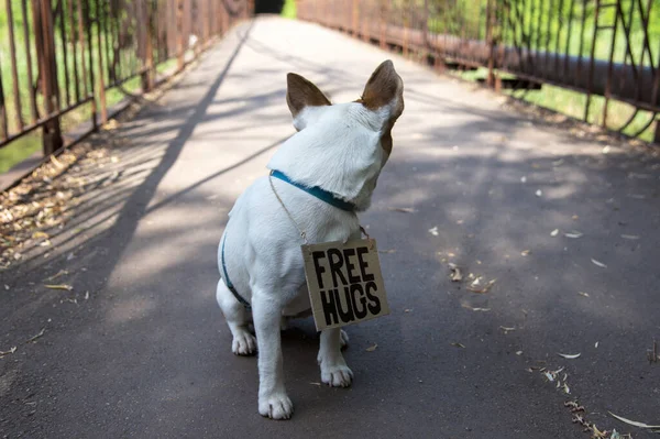 테리어 Jack Russell Terrier 품종의 콘크리트 다리에 가슴에 판지로 표지판을 — 스톡 사진