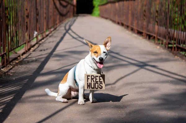 Dog Jack Russell Terrier Breed Sits Forest Concrete Bridge Cardboard — Stock Photo, Image