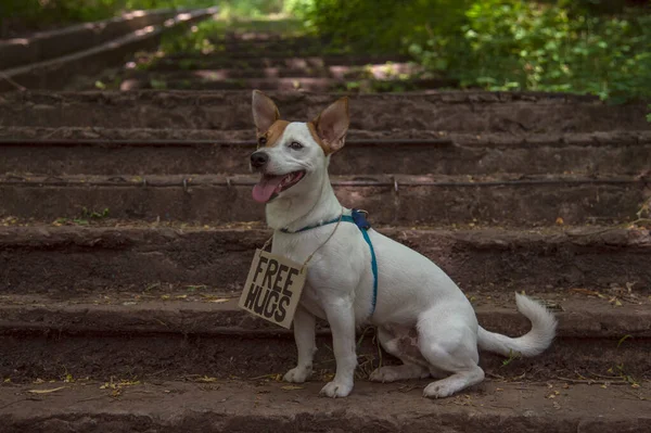 테리어 Jack Russell Terrier 품종의 절반의 회전을 있으며 프리휴그 Free — 스톡 사진