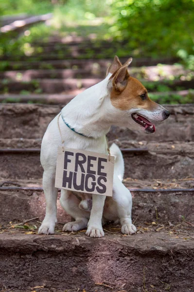 Jack Russell Terrier 의개는 있으며 프리휴그 Free Hugs 비문이 새겨진 — 스톡 사진