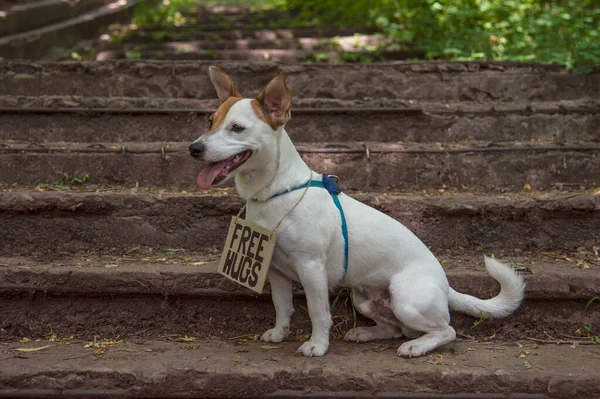 테리어 Jack Russell Terrier 품종의 절반의 회전을 있으며 프리휴그 Free — 스톡 사진