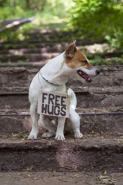 Dog Jack Russell Terrier Breed Sits Woods Stone Steps Cardboard — Fotografia de Stock