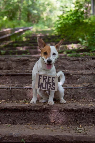 Jack Russell Terrier 의개는 있으며 프리휴그 Free Hugs 비문이 새겨진 — 스톡 사진