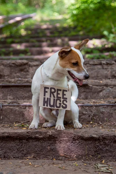 Dog Jack Russell Terrier Breed Sits Woods Stone Steps Cardboard — стокове фото